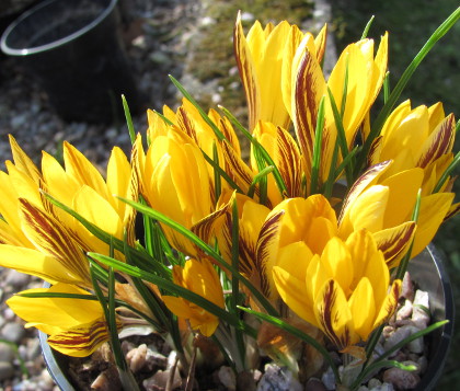 Crocus luteus 'Stellaris'